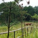 연학목장 이미지