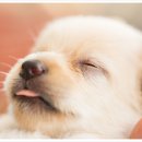 아이러브 동물병원 이미지