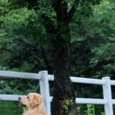 스테이아델 이미지