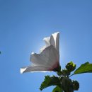 이제명-트럼프 한미 첫 정상회담을 보고.. 이미지