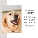 화봉GL동물병원 | 울산 약사동 동물병원, 강아지 고관절 탈구 수술 후기