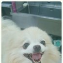 프리티 도그&캣 이미지