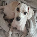 알콩달콩 펫살롱 이미지