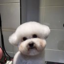 미니멍 살롱 이미지