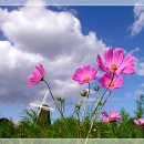 코스모스 이미지