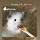 달빛 햄스터리 이미지