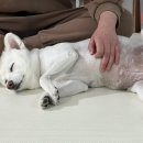 둥글개 둥글개 이미지