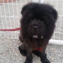 도꾸애견 이미지