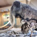 서대문자연사박물관 이미지