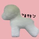 댕댕미용 이미지