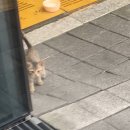 황보정육 | 너는 내 시장에서 독점기업이야