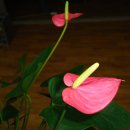 유구매운탕 이미지