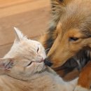 강아지와고양이 이미지