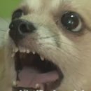 피치걸
