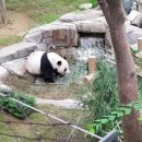 팬더랜드 이미지