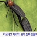 메트린 | 러브버그 퇴치약, 효과 진짜 있을까? 직접 써본 후기 공개