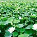 연못들5 이미지