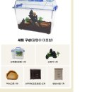 금와농장 | 달팽이 입양후기 / 백와 입양 후기 / 와와햄의 성장일기 / 달팽이 키우기
