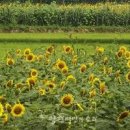 양평 가볼만한 곳양평 무왕리 해바라기축제 이미지