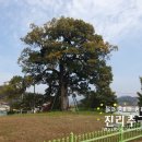 영풍 병산리 갈참나무 이미지