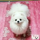 로베르토폼