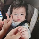 호시아이 | 돗토리현 이온몰 패밀리 레스토랑 '사이제리야' 후기