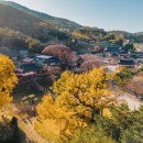 말하는 은행나무 이미지