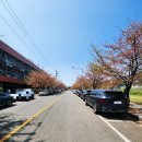 하둔마을2세천 | [대구/달성군] 튤립과 벚꽃의 환상 조화! '세천늪테마정원' 실시간 방문 후기 (아이와 가볼만한곳)