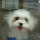 유니동물병원 이미지