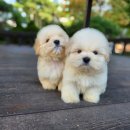 브리더클럽 이미지