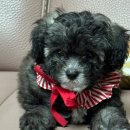 성희네민박 | 로스쿨 휴학일지 10