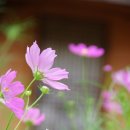 브레드 하우스 이미지