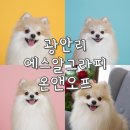 에스알그라피온앤오프 부산점 애견프로필 견생샷 남기고온 후기