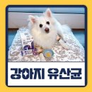 아형식품 | 강아지 유산균 추천 강아지 설사 잡은 모두 보울라디 맥스