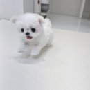 논현 켄넬 이미지