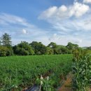 정애농장 이미지