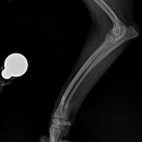 24시 에피소드 동물 메디컬 센터 이미지