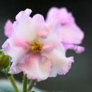 바이올렛 이미지