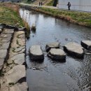 개나리길 | 천안역 동아라이크텐 살기 좋은 이유 천안천 개나리 튤립 봄산책길 힐링후기 추천