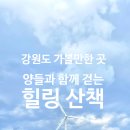 혜림목장 | 강원도 평창 대관령 양떼목장 나들이｜힐링+자연 감성 여행의 끝판왕!