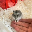 코코 불당점 | 햄토피아 천안불당점 [드워프 베딩, 사료, 모래 추천]🐹