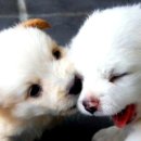 예쁜강아지 이미지