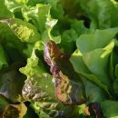 상추밭에돈 이미지