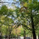 원주리라 | 원주산노리캠핑장 가을 캠핑 원주 캠핑장 자세한 후기