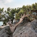 향나무로 이미지