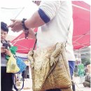 이쁜냥이 이미지