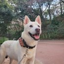 엔젤스톤 | 소형견 중형견 대형견 화장 장례 가능한 강아지 펫 장례식장 김포 엔젤스톤 후기