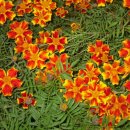 행복뽑기 이미지