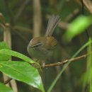 보르네오섬의 새1 - Aberrant bush Warbler 이미지