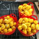 봉다리농장 이미지